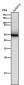Anti-Lck Monoclonal Antibody